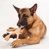 *SIZE SMALL* BetterBone All-Natural Sustainable MEDIUM Strength Chew Toy - For SMALL Dogs