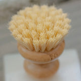 Casa Agave Brush