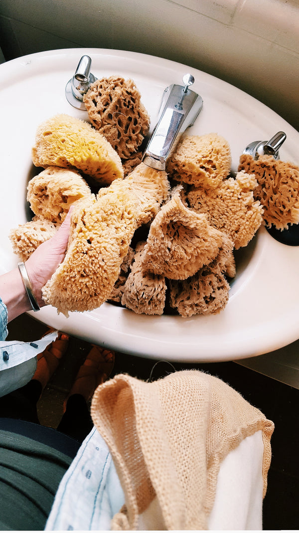 A Sustainable Alternative to Synthetic Loofah