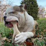 SOFT BetterBone All-Natural Sustainable Chew Toy - For SMALL Dogs