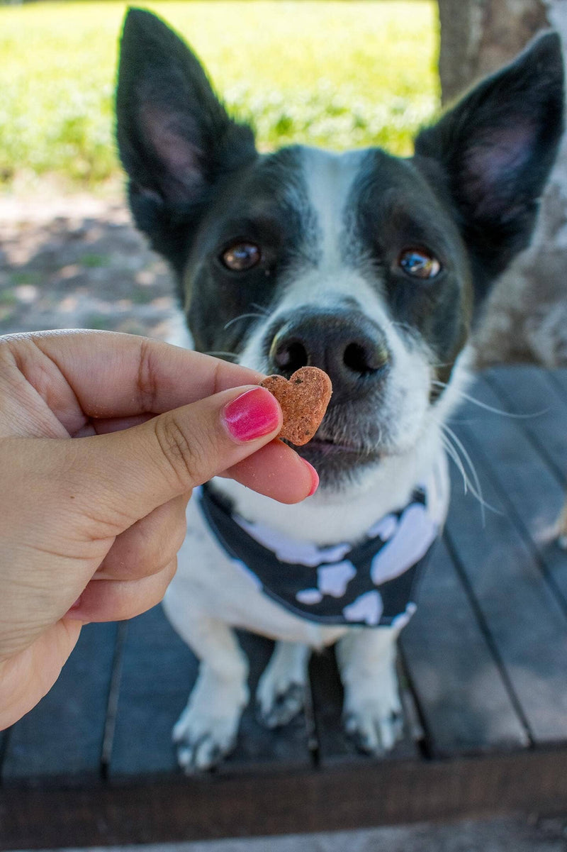 Superfood Dog Treats - Botanical Bones